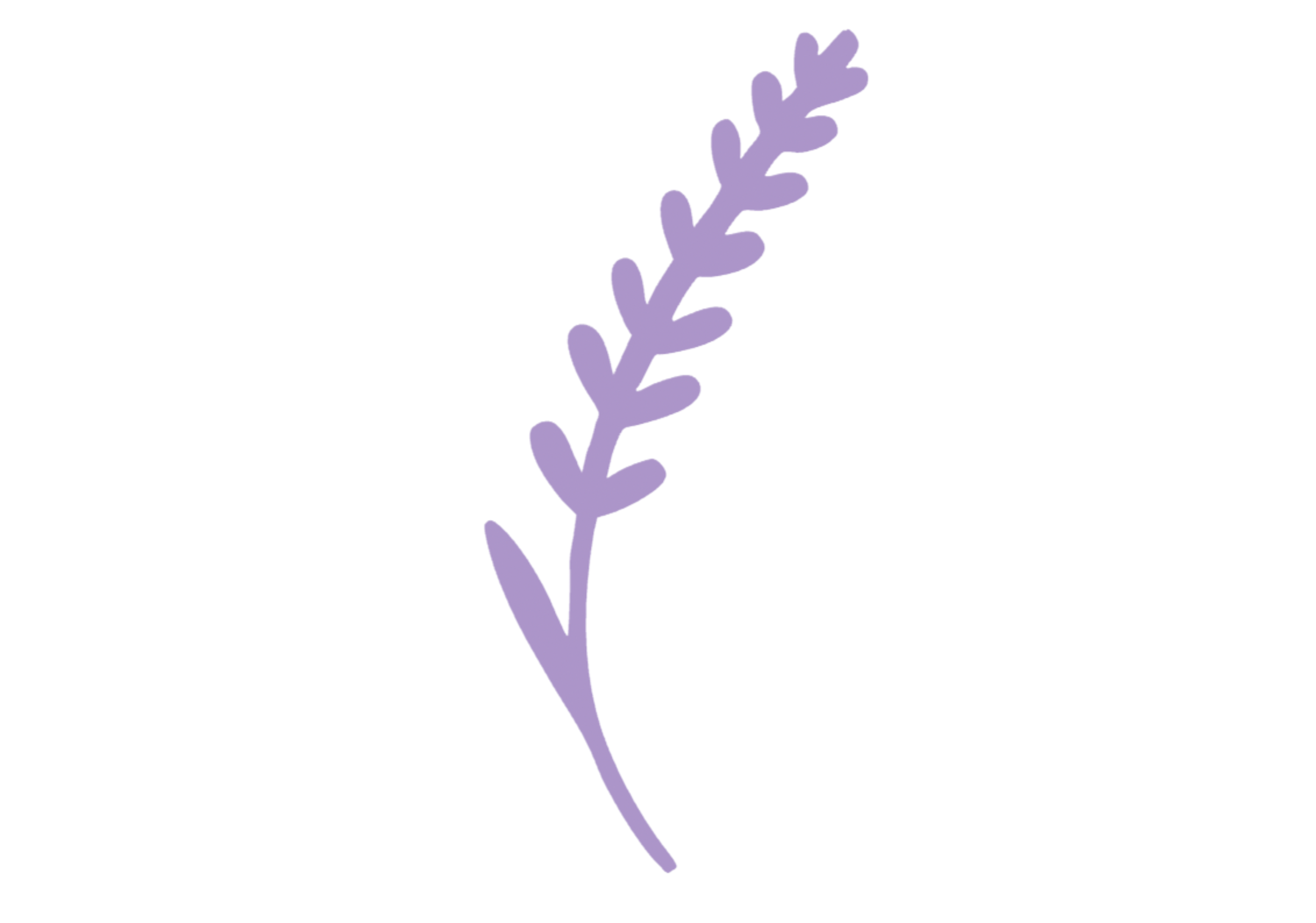 Lavender